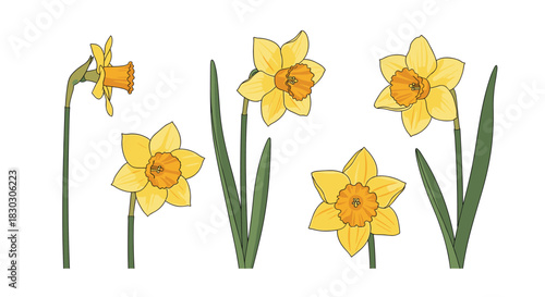 A vibrant collection of yellow daffodils bloom elegantly on white background.