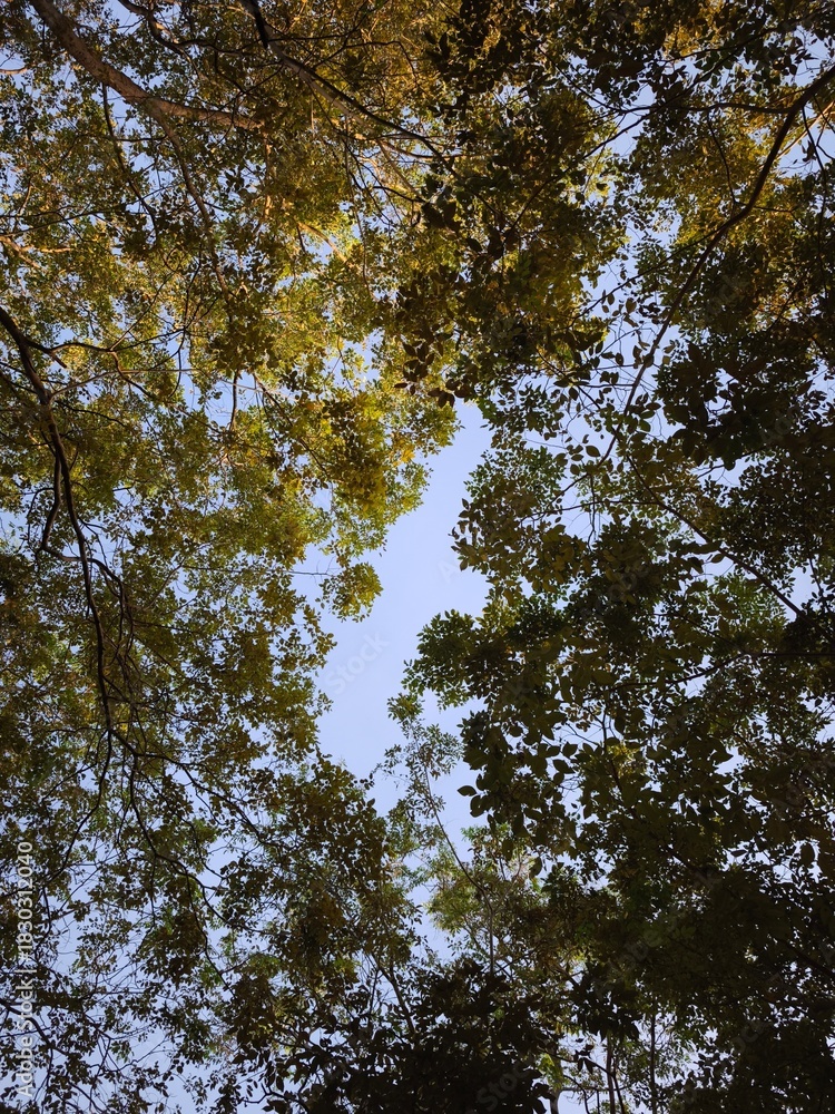 Obraz premium Looking Up Through Tree Canopy with Blue Sky