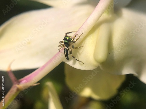 Macro Shot of Metallic Green Jumping Spider (Cosmophasis) Resting on White Flower Petal