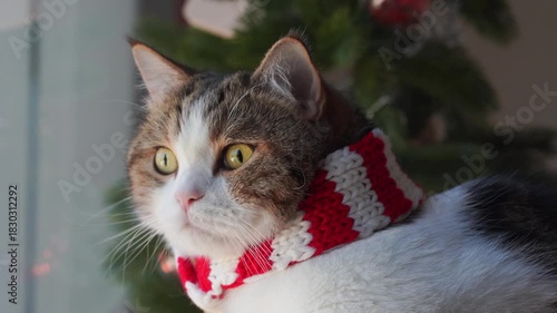 winter holiday and cat concept with scottish cat wear silk scarf and play with pine and christmas tree decorate and gift box background