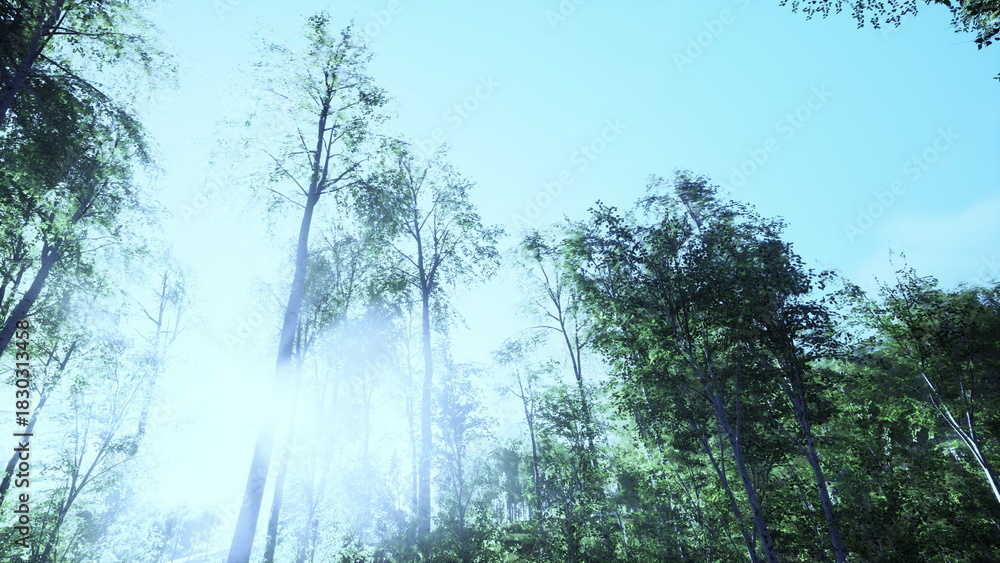 Fototapeta premium Golden sunlight breaks through the canopy of tall trees, creating a magical atmosphere in a dense forest. The scene captures the beauty of nature on a clear day, inviting peace and reflection.
