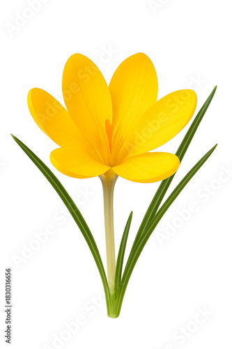 Wallpaper Mural yellow daffodils isolated on white Torontodigital.ca