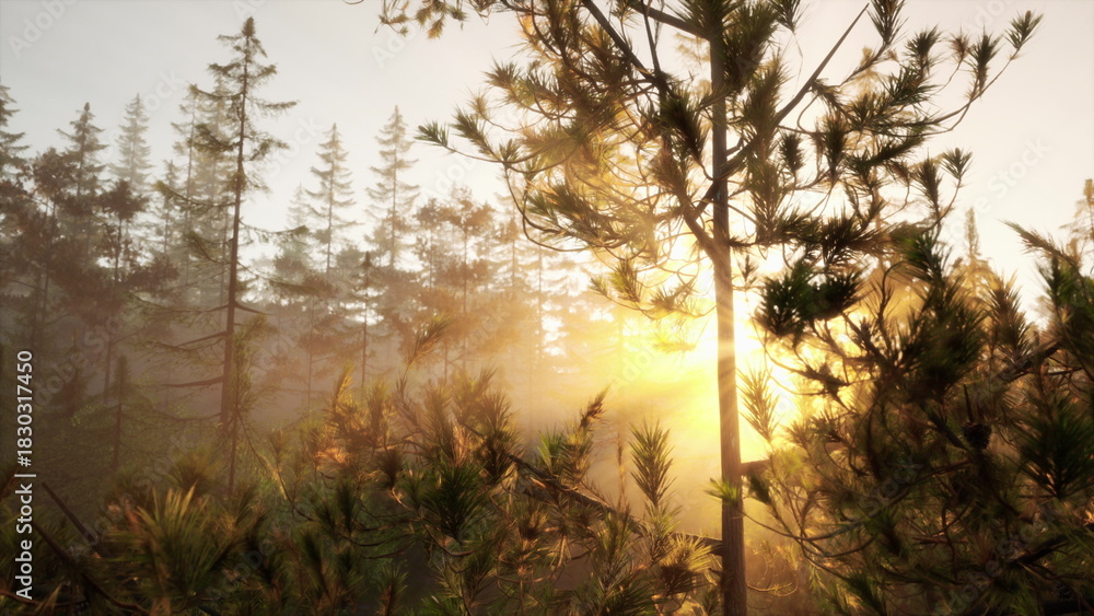 Fototapeta premium Golden sunlight streams through tall trees in a peaceful forest, creating a dreamy atmosphere. Mist hugs the ground as nature awakens to a new day, inviting calm and tranquility.