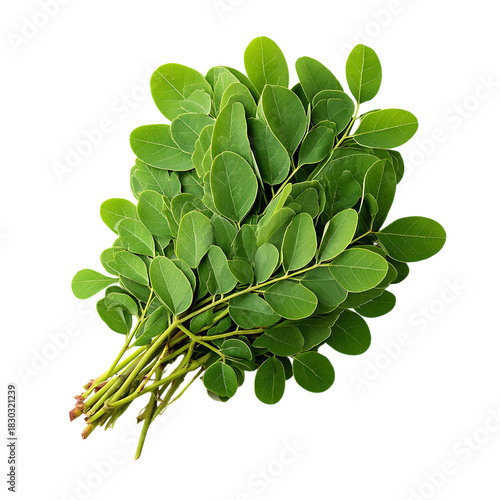 Fresh bunch of moringa oleifera leaves isolated on transparent background