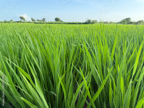 Lush green rice field under a clear blue sky, showcasing vibrant paddy rows, natural landscape beauty, and peaceful countryside scenery
