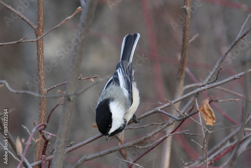 Chickadee Looking Down, William Hawrelak Park, Edmonton, Alberta