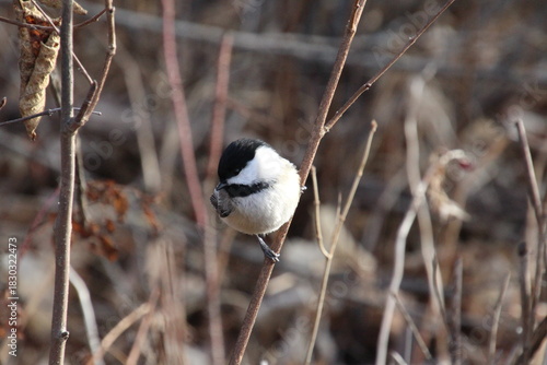 Chickadee On A Branch, William Hawrelak Park, Edmonton, Alberta