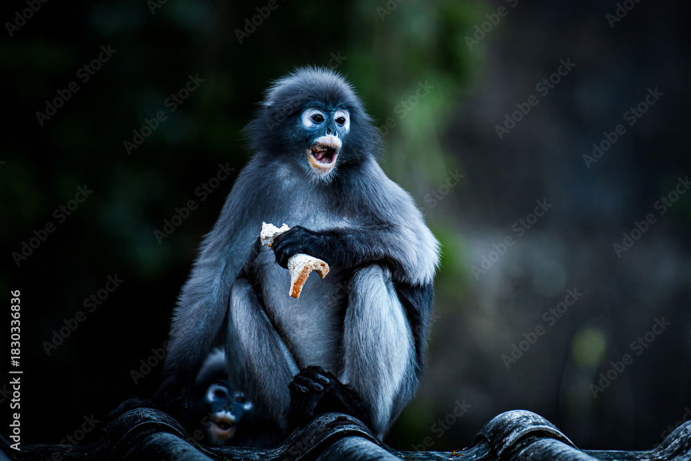 Obraz premium Spectacled langur monkey eating bread with baby