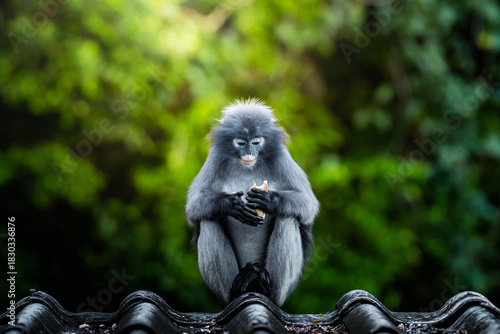 Photography Dusky langur monkey eating food sitting on rooftop