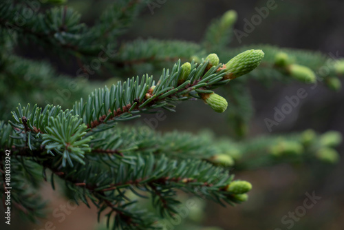 Spruce tips on a spruce tree