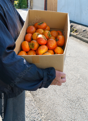 庭で採れた柿をお裾分けに運ぶシニア男性｜段ボール箱いっぱいの秋の果物