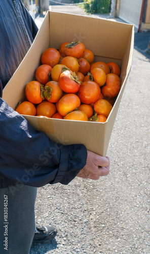 庭で採れた柿をお裾分けに運ぶシニア男性｜段ボール箱いっぱいの秋の果物