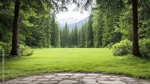 Fototapeta Naklejka Na Ścianę i Meble -  Soft forest green meadow framed by pine boughs, peaceful clearing with distant mountain view