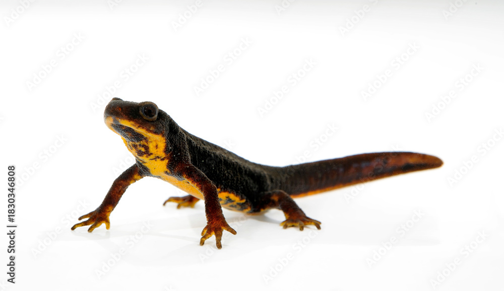 Obraz premium Sword-tail newt // Japanischer Feuerbauchmolch, Schwertschwanzmolch (Cynops ensicauda)