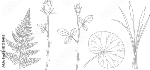 Collection of botanical line art illustrations featuring a fern frond, rose with thorns, rose bud, lotus leaf, and cattails