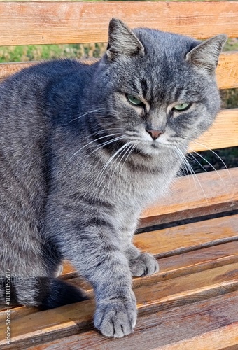 Grey tabby cat sitting on a wooden bench outdoors