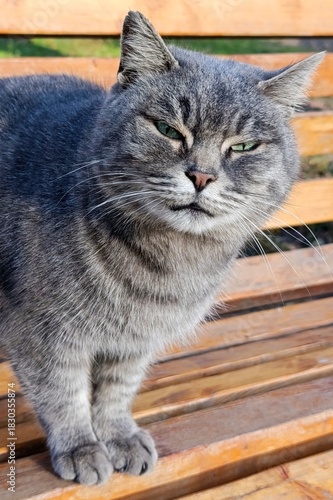 Close-up portrait of a grey tabby cat sitting on a wooden bench outdoors. The cat looks directly at the camera with a calm, expressive face. Natural daylight, detailed fur texture, outdoor park 