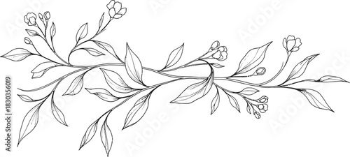 Elegant black and white botanical illustration of a delicate floral vine with small buds and leaves