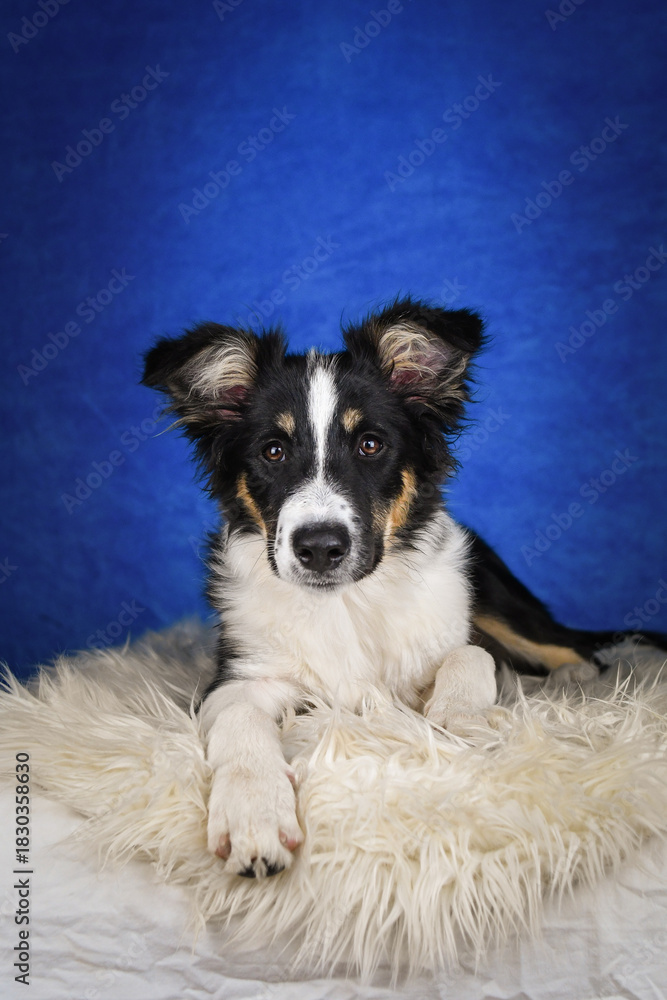 Fototapeta premium Cute Border Collie puppy lying on fluffy rug in studio. Adorable Border Collie puppy lying on a white fluffy rug against a blue studio background. The young dog looks directly at the camera.