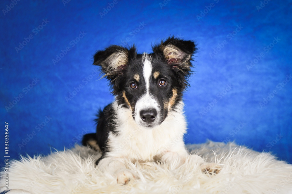 Fototapeta premium Cute Border Collie puppy lying on fluffy rug in studio. Adorable Border Collie puppy lying on a white fluffy rug against a blue studio background. The young dog looks directly at the camera.