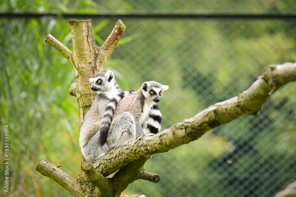 Fototapeta premium A ring-tailed lemur sitting and calmly observing its surroundings. The lemur’s expressive yellow eyes, soft grey fur, and iconic striped tail are clearly visible, capturing its curious and relaxed