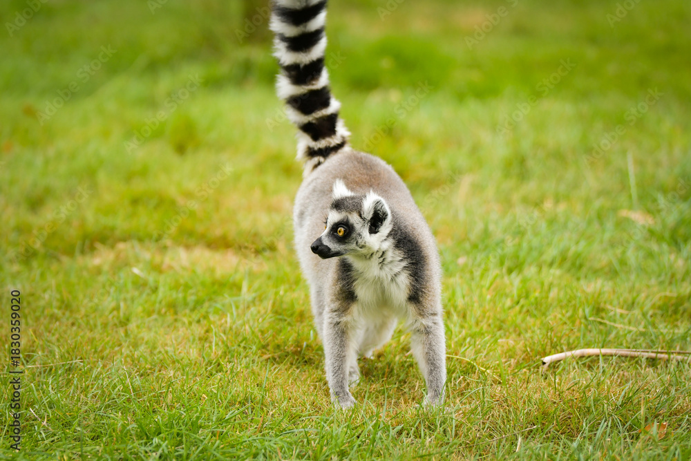 Fototapeta premium A ring-tailed lemur sitting and calmly observing its surroundings. The lemur’s expressive yellow eyes, soft grey fur, and iconic striped tail are clearly visible, capturing its curious and relaxed