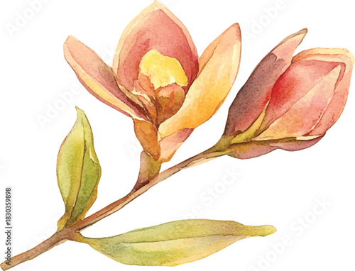 Watercolor Magnolia Buds on a Branch