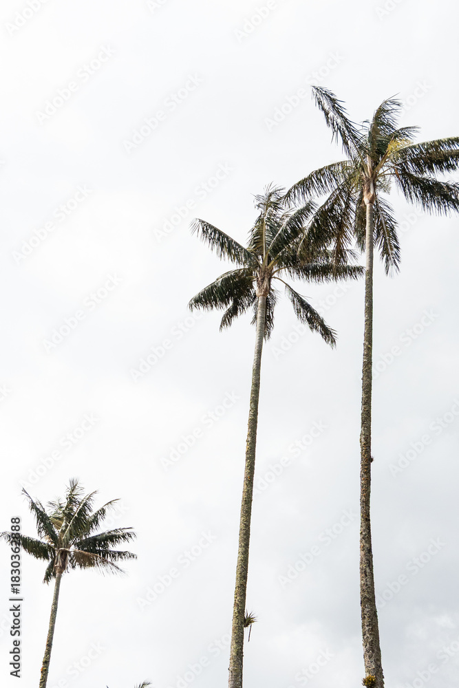 Obraz premium palm tree on blue sky