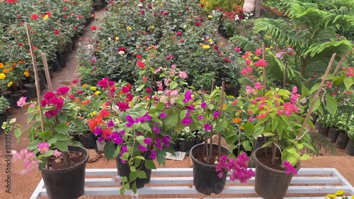 Bougainvillea Plants in Colorful Bloom at Garden Nursery
