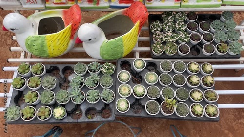 Mini Succulent Plants in Decorative Pots at Garden Nursery