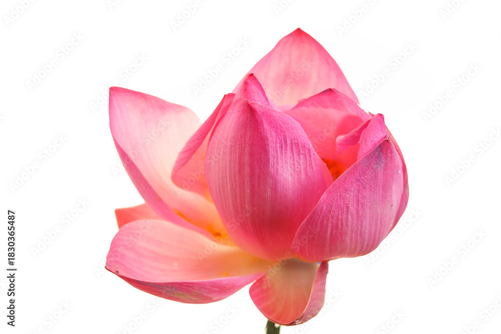 Naklejka premium Pink Lotus Flower on White Background with Delicate Petals and Leaves
