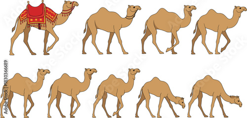Complete Vector Sprite Sheet of Dromedary Camels, Including Various Walking Gaits, Eating Poses, and a Decorated Version with a Traditional Embroidered Saddle, Suitable for Animation