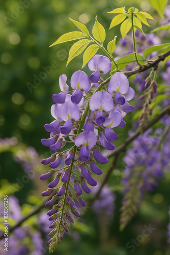 lilac flowers on a green background