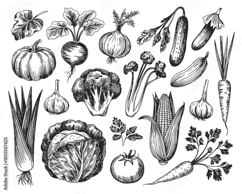 Hand drawn sketch collection of various fresh vegetables on white background