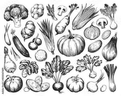 Hand drawn sketch collection of various fresh vegetables on white background