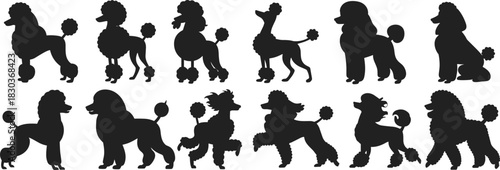 Poodle silhouette icon set, grooming style variation collection, dog breed graphic elements, black white vector, cad drawing flat vector illustration