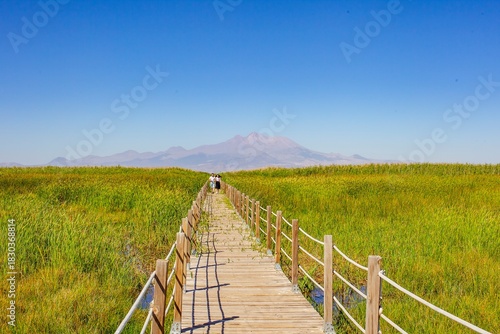 Fototapeta Naklejka Na Ścianę i Meble -  The Sultan Reeds Wetland in Kayseri is considered one of Türkiye's most important bird sanctuaries.
