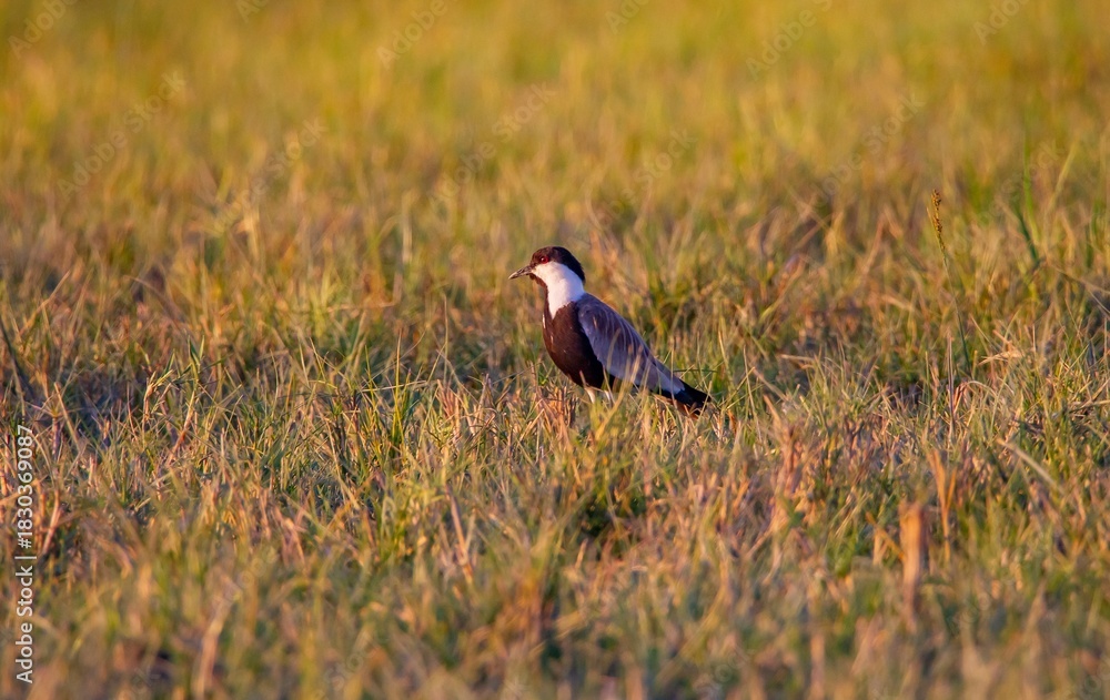 Naklejka premium The Spur-winged Lapwing (Vanellus spinosus) is a common species in the Sultan Marshes Wetland in Kayseri.