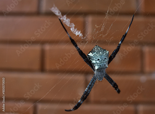 Tropical house spider close up macro shot