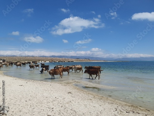 The cows on the beach