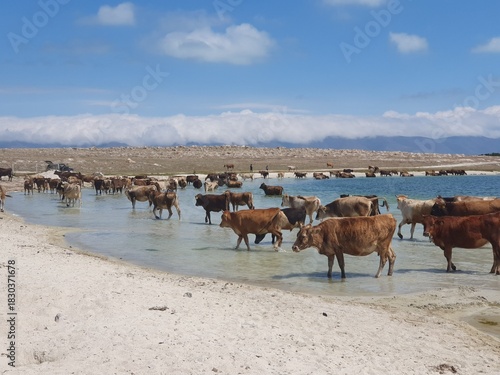 The cows on the beach