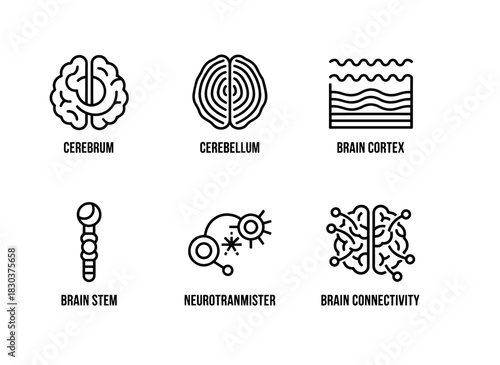 Cerebrum Cerebellum Brain Cortex Brain Stem Neurotransmitter Brain Connectivity Minimal Bold Line Icons