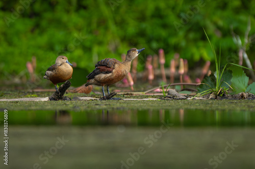 Two whistling ducks standing on a log in a lush wetland, surrounded by greenery and lotus buds.