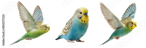 Wallpaper Mural Set of Budgerigar Isolated on Transparent Background. PNG Torontodigital.ca