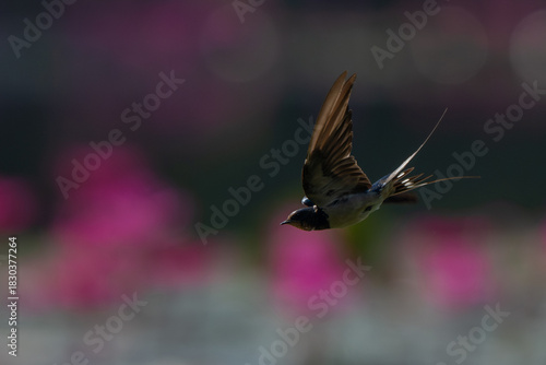 A swallow captured mid-flight with dramatic lighting and soft pink bokeh in the background.