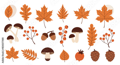 Beautiful autumn collection featuring various types of fall leaves, mushrooms, acorns, and berries on a white background.