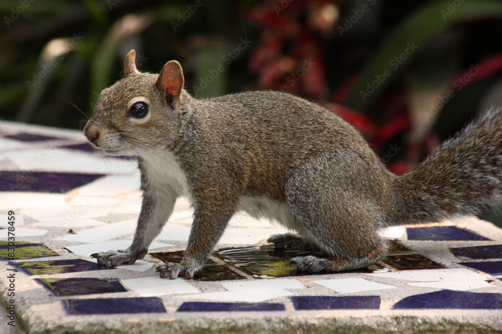 Obraz premium Grey squirrel posing on a bench in Flamingo Gardens in Davie, FL