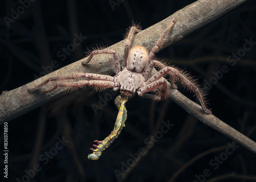 A huntsman spider (Sparassidae sp.) makes a meal of a hapless geometer moth caterpillar (Chlenias banksiaria) on a branch at night, Australia