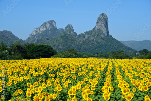 The view of the mountain with its unusual shape, naturally beautiful with the sunflower garden.