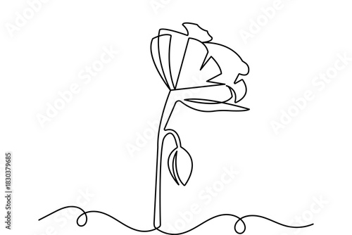 Minimalist poppy flower continuous one line drawing isolate outline vector illustration design
